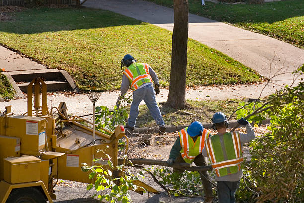 How Our Tree Care Process Works  in  Wyldwood, TX