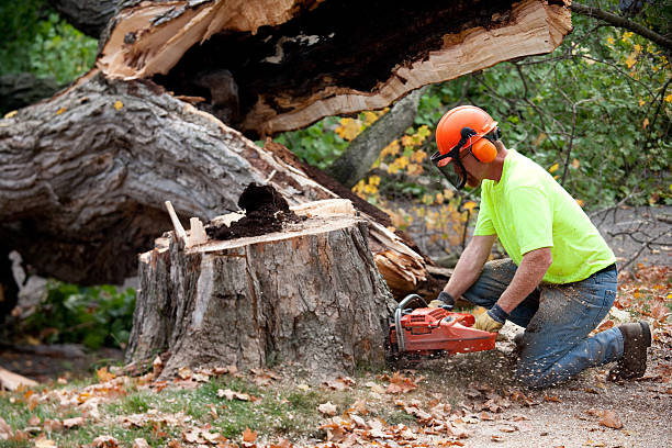 Best Tree Health Inspection  in Wyldwood, TX